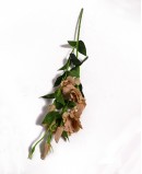 Dirbtinė Eustoma