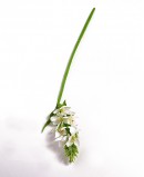 Dirbtinis Baltas Ornitogalas
