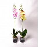 Dirbtinis Pheleanopsis vazone