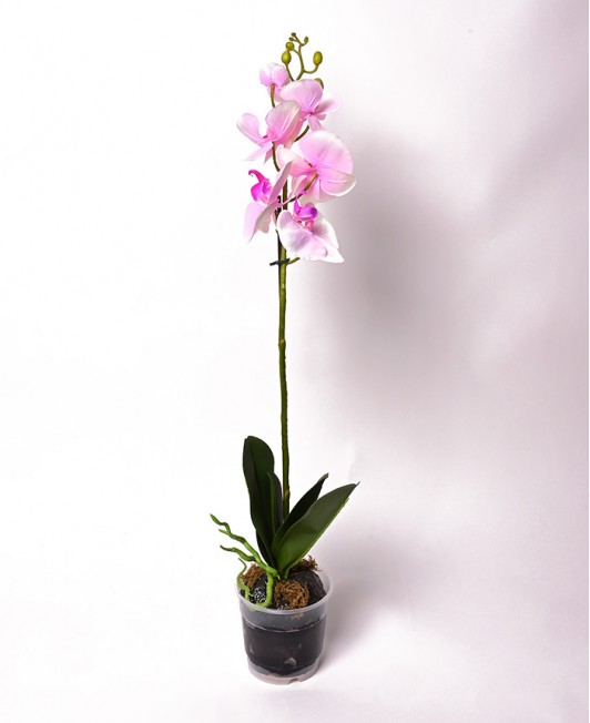 Dirbtinis Pheleanopsis vazone