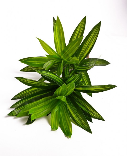 Dirbtinė Dracena dviguba