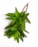Dirbtinė Dracena dviguba