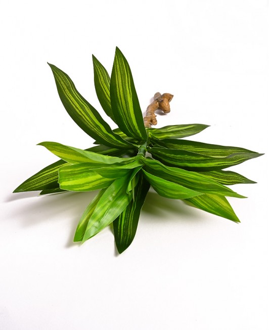 Dirbtinė Dracena