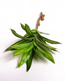 Dirbtinė Dracena