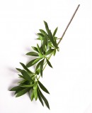 Dirbtinė Japonine Magnolija