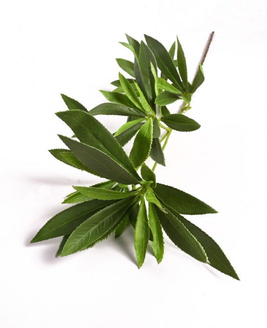 Dirbtinė Japonine Magnolija
