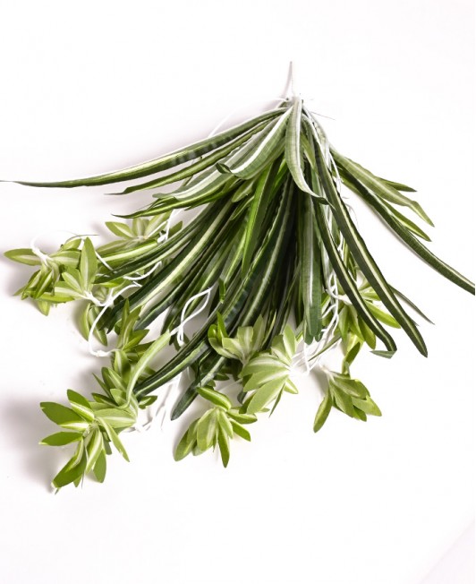 Dirbtinis Chlorofitas su baltu