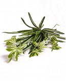 Dirbtinis Chlorofitas su baltu