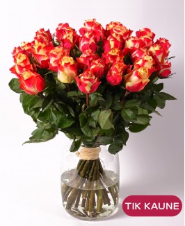  Rožės (Geltonos su raudonais kraštais „Chapeau“)
