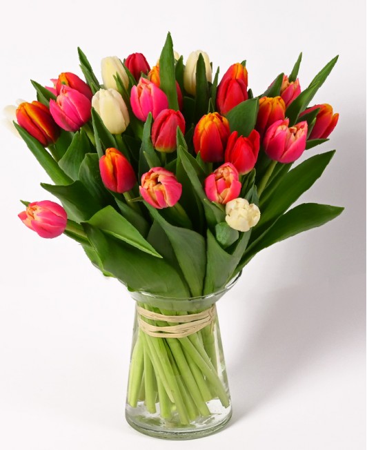 Tulpės (Įvairių spalvų)