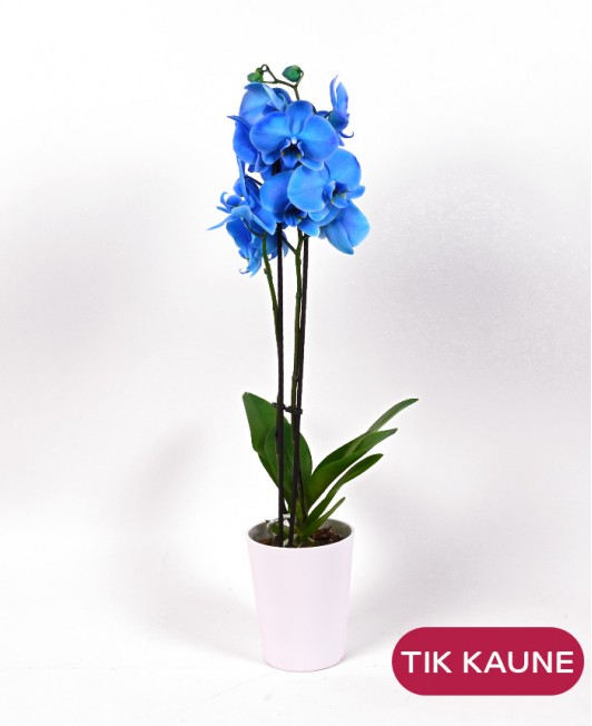 Orchidėja „Phalaenopsis“ (mėlyna)