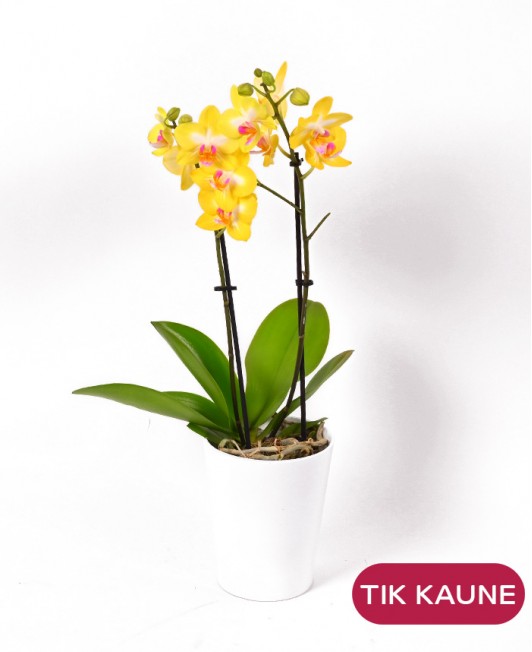 Orchidėja „Phalaenopsis“ (geltona)