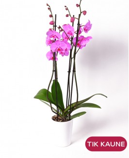 Orchidėja „Phalaenopsis“ (rožinė)