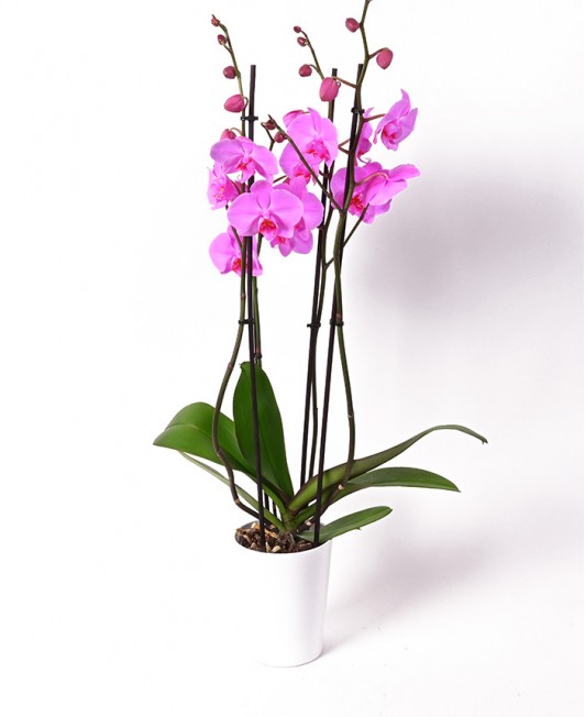 Orchidėja „Phalaenopsis“ (rožinė)