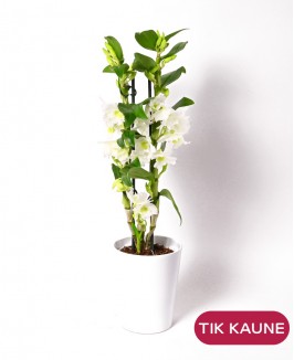 Orchidėja „Dendroniumas“