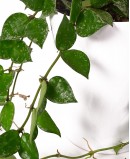 Svyranti vaškuolė (Hoya)
