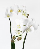 Karališkoji orchidėja „Phalaenopsis“