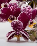 Orchidėja (Phalaenopsis)