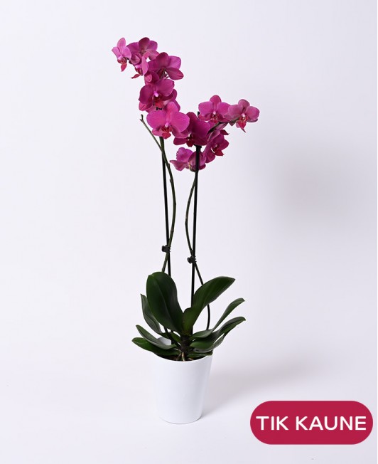 Orchidėja (Phalaenopsis Cascade)