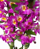 Orchidėja „Dendroniumas“ rožinė