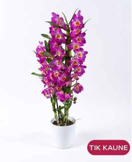 Orchidėja „Dendroniumas“ rožinė