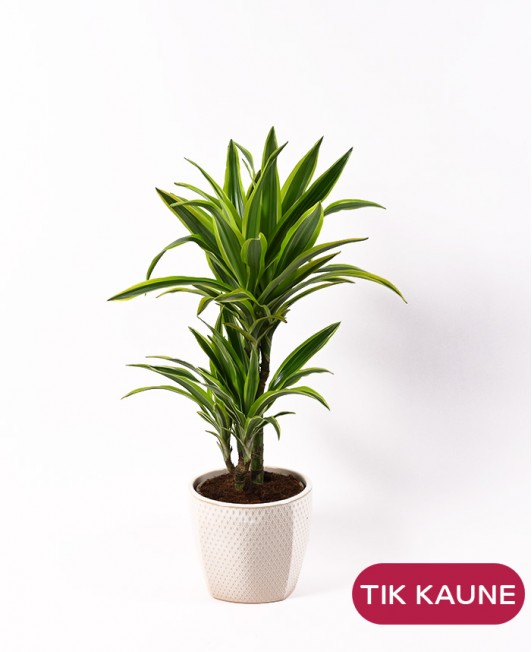 Dracena (Lemon Lime)
