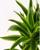 Dracena (Lemon Lime)