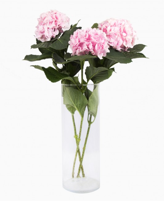 Hortenzijos (rožinės)